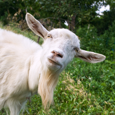 Goat 1